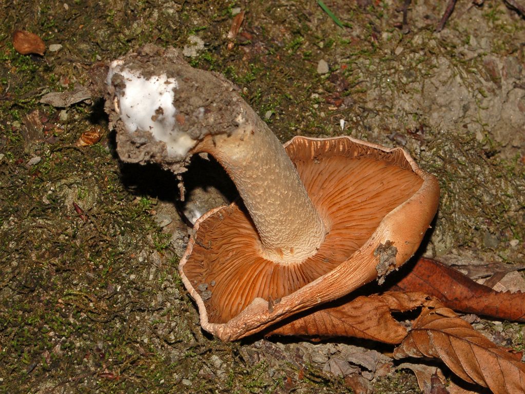 Dei funghi ... bruttarelli